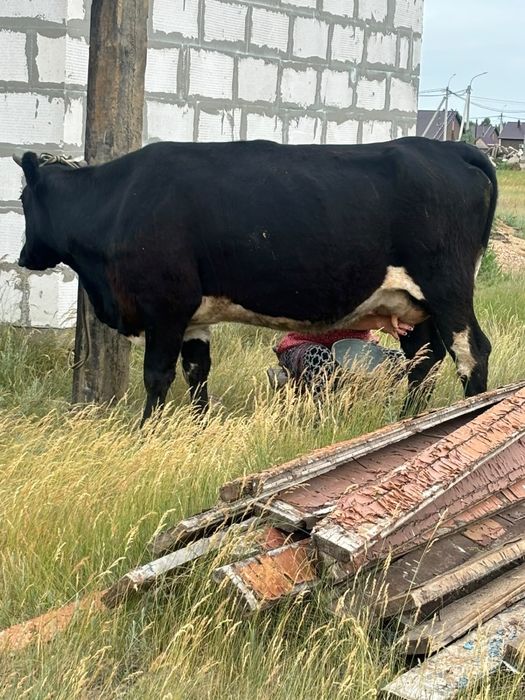 Продам корову вторым оттелом