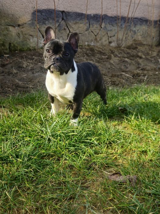 Femelă Bulldog Francez