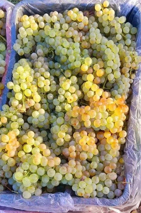 Vand struguri de vin