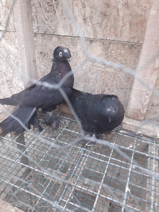 Jucatori de botosani