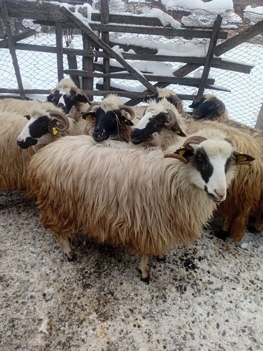 Vand oi breze tinere.