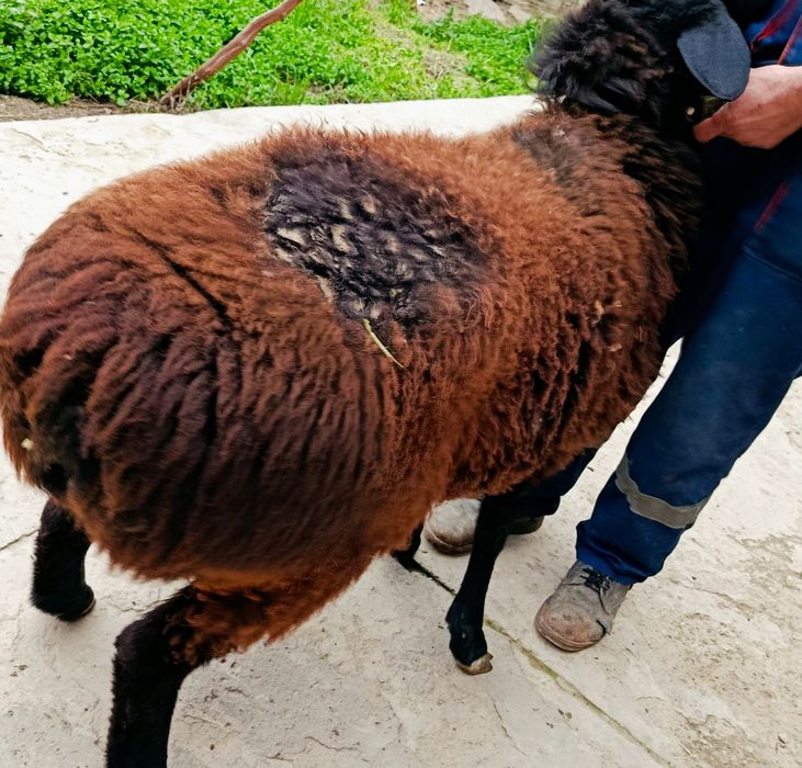 KASHTAN Toza Hisori Surxondaryodan kelgan Gigant Sifat Qochqor sotilad