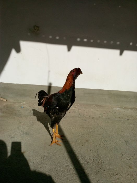 Куланги жужа гигант