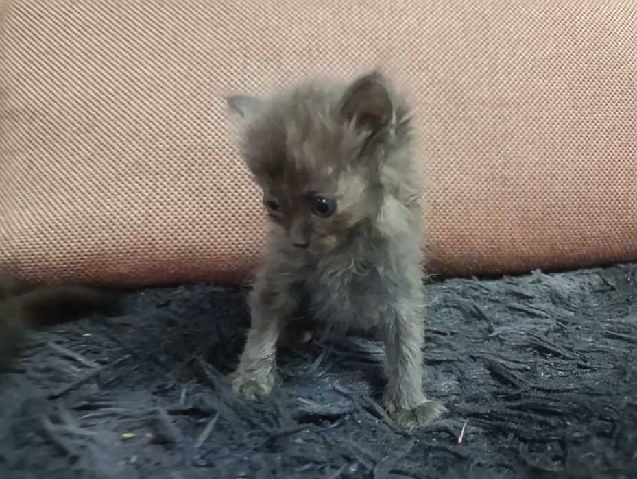 Отдам котят в хорошие руки
