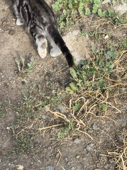 Отлам котенка БЕСПЛАТНО