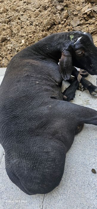 Куй сартароши хизмати