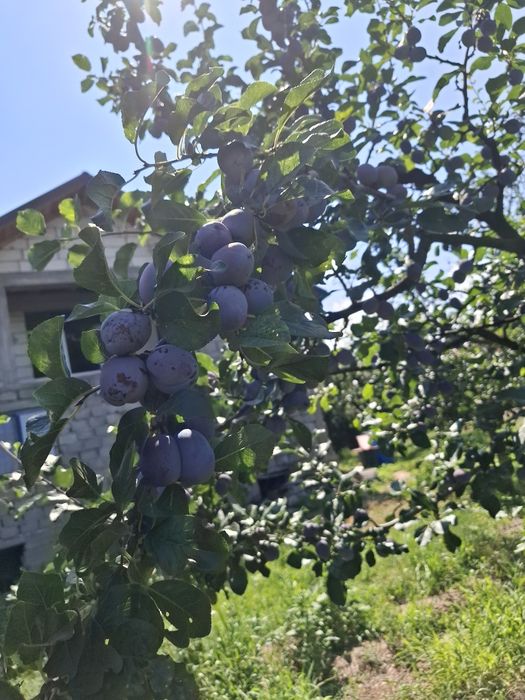 Prune centenar de vânzare