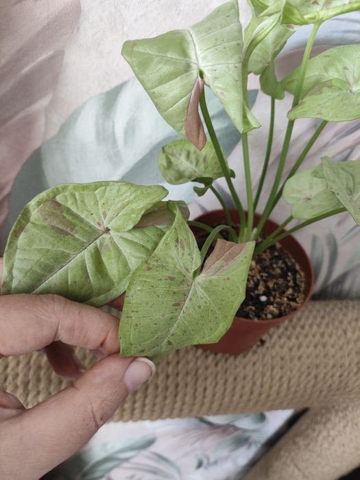 Комнатные растения