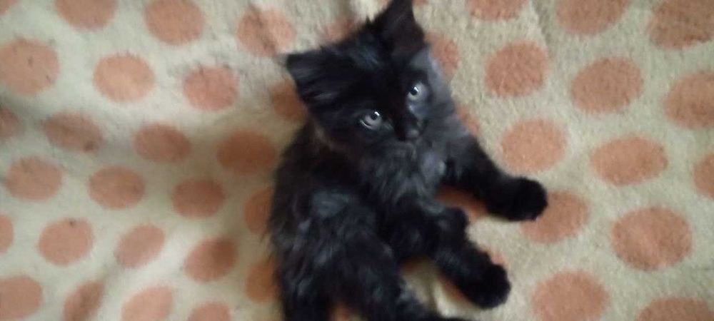 Котята в добрые и заботливые руки