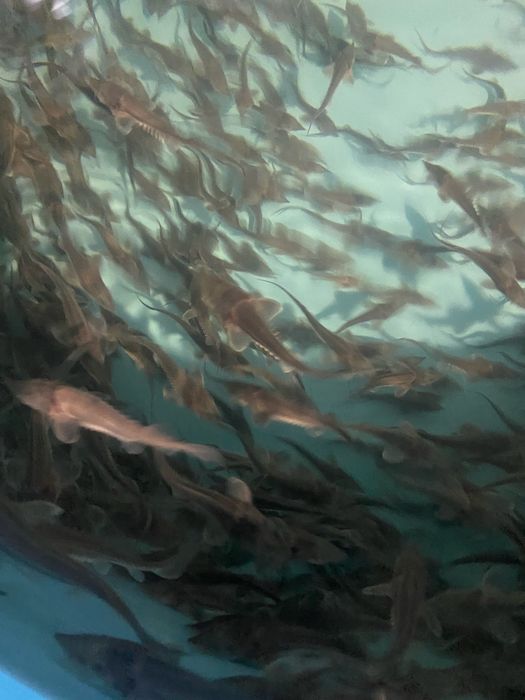 Малёк осетра 3-6гр срочно