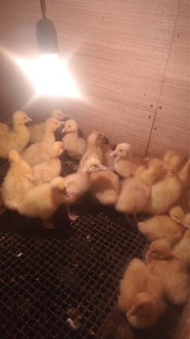 Гусята 2700 Линда