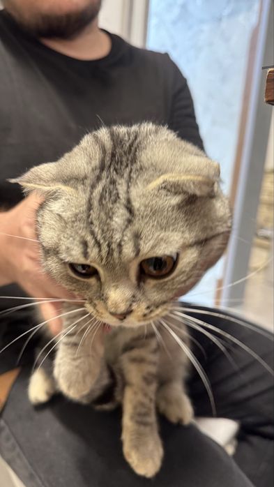 Шотландская кошка