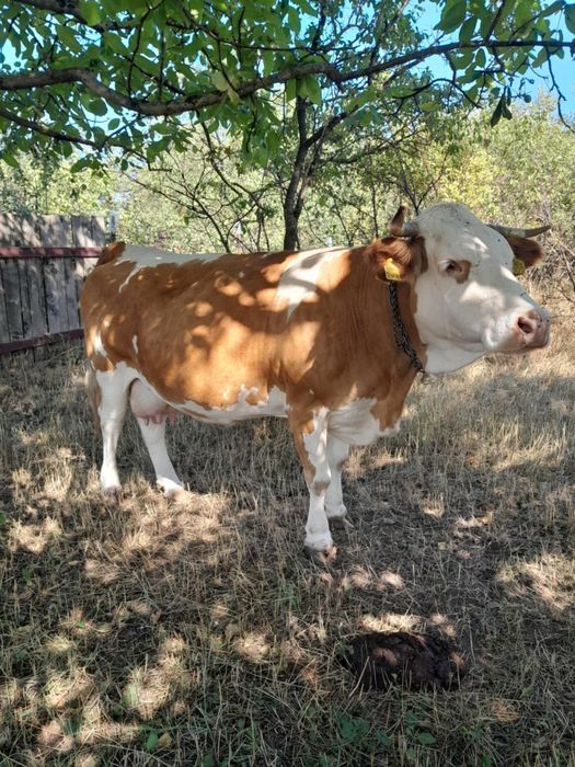 Vand vaca gestanta 7 luni