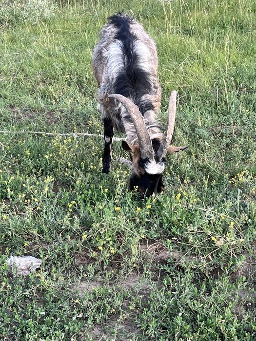 Альпийский козел . Обмен