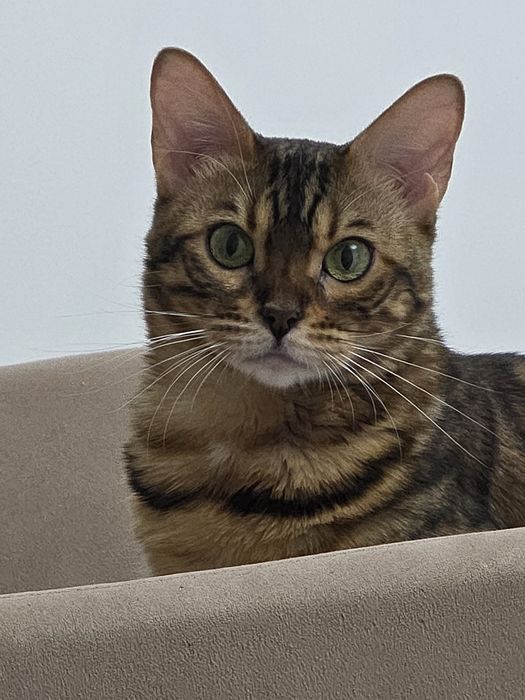 Кошка бенгальская