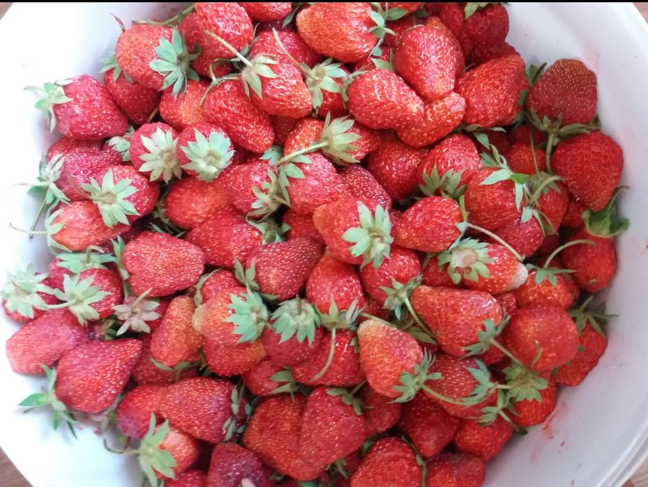 Продам рассаду клубники