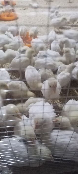 Toza Sendi joʻjalari sotiladi