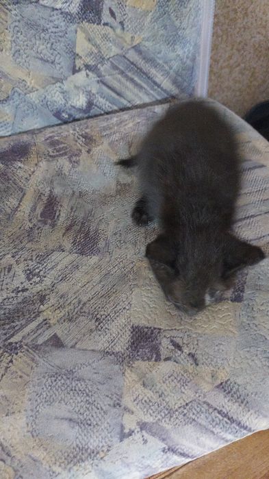 Кошки отдам хорошая