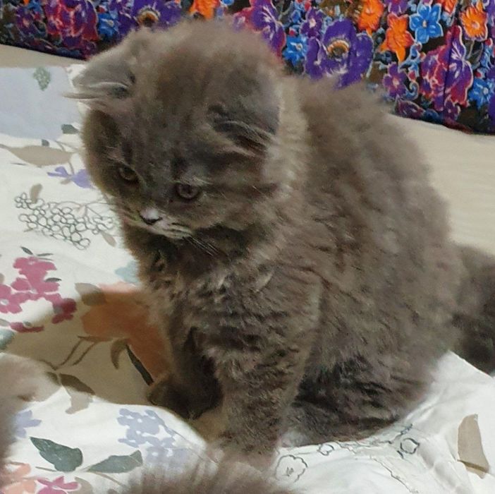 Mushuk sotiladi fold