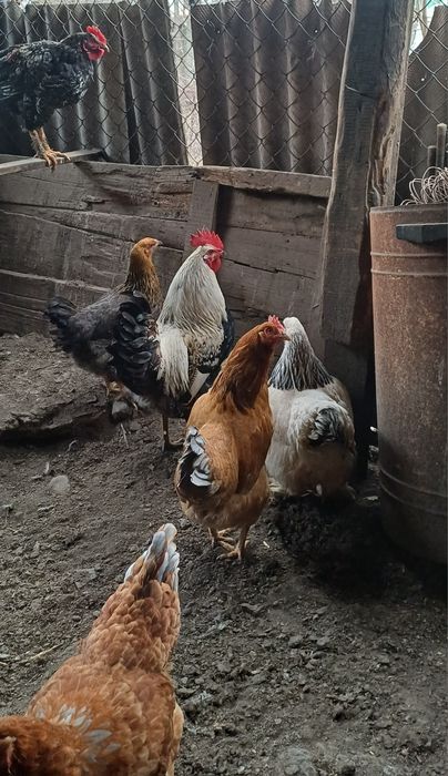 Продаются куры домашние