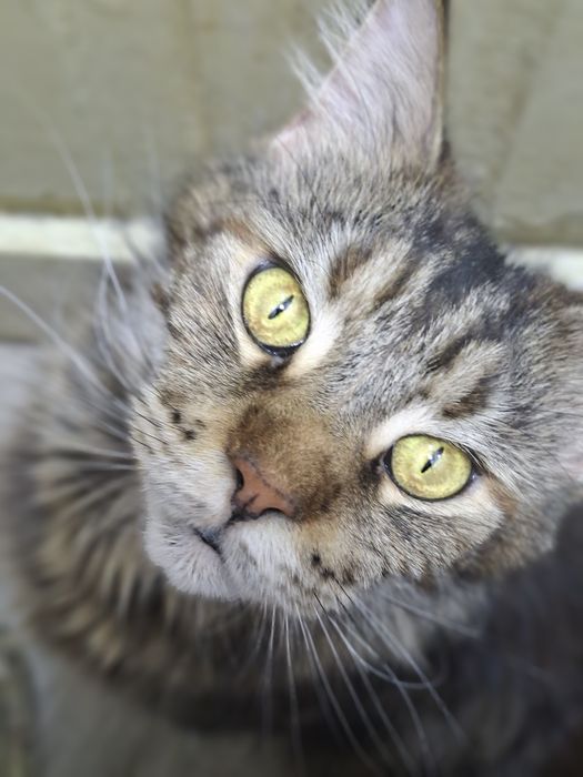Котята от мамы Мейн кунь