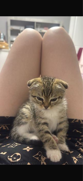 Продам котенка девочка
