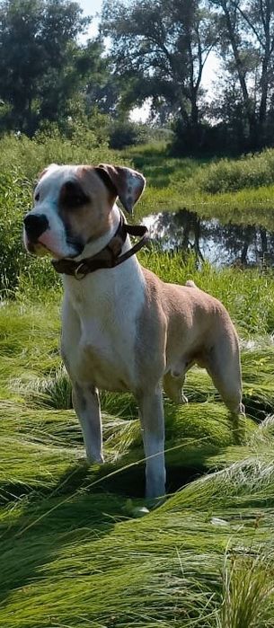 Питбуль ищет невесту