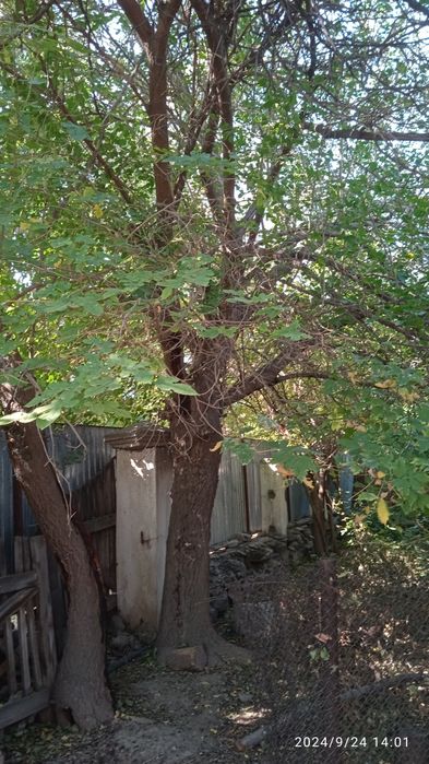 Деревья на дрова