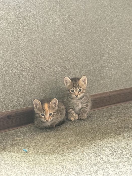 Отдам домашних котят даром