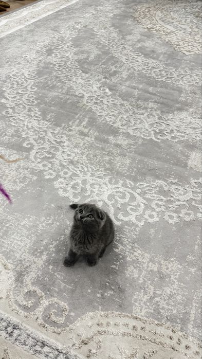 Вислоухий котёнок