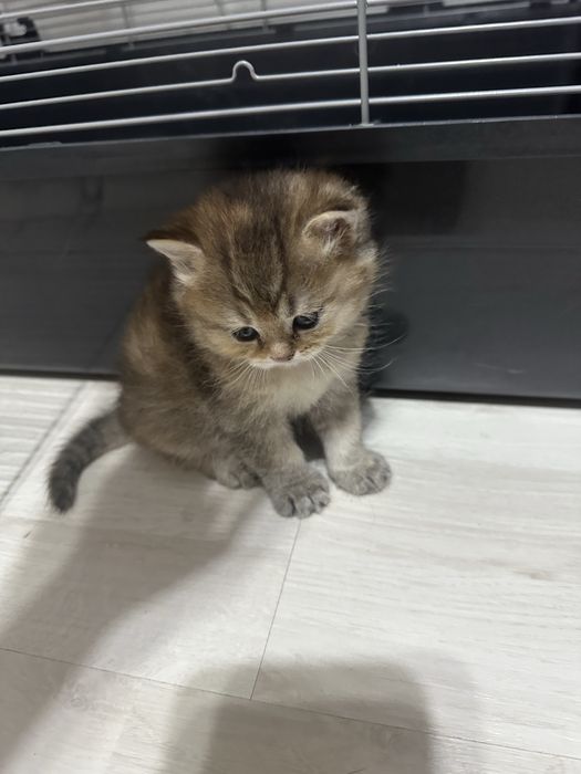 Шотландская  кошка (1,5месяца)