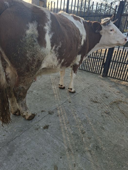 Vând vacă bălțată românească