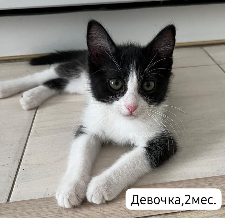 Котята бесплатно⁹