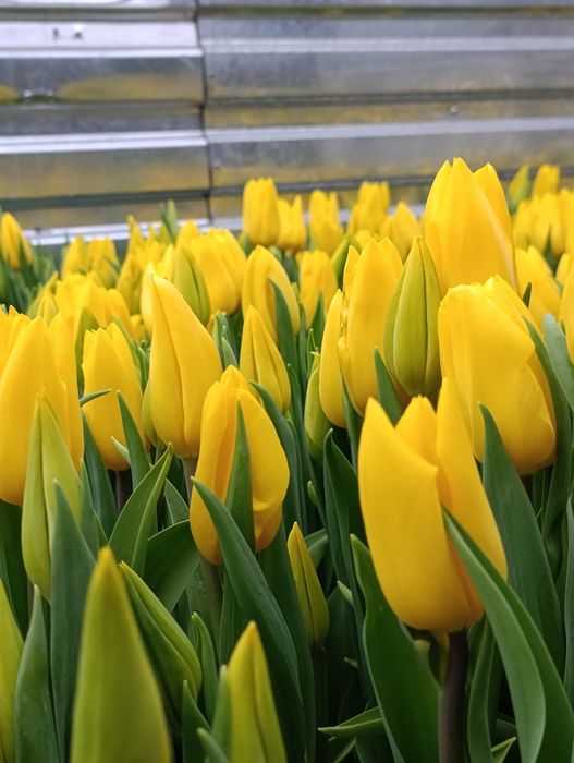 Тюльпаны Алматы оптом и в розницу