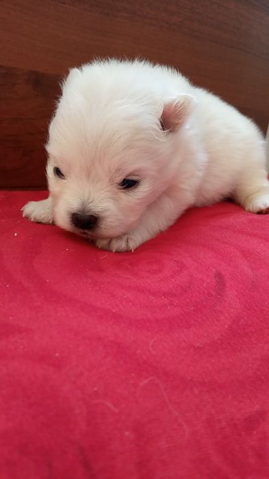 Продам щенков шпица.