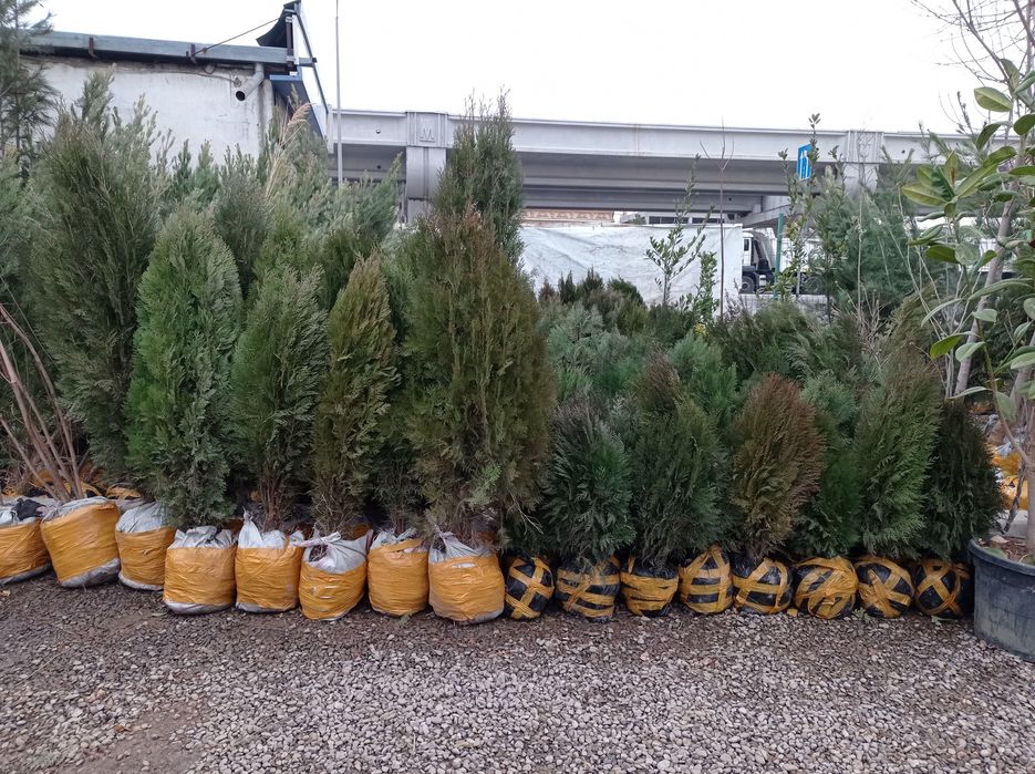 Арча хархил турдаги