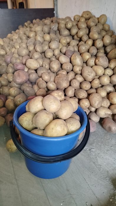 Дачный картофель