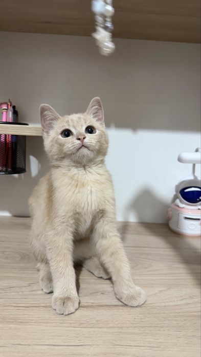 Кошка породистая, мальчик