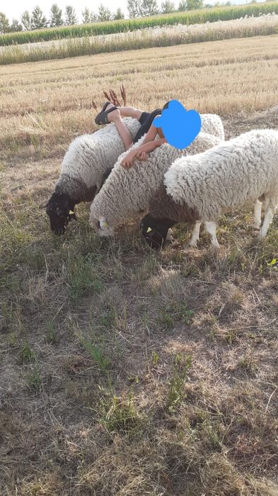 Berbecuți dorper
