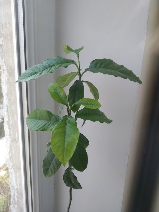 Ухоженные цветы все по 2000тг