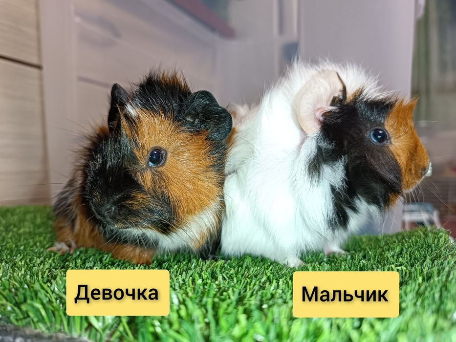 Продаются морские свинки