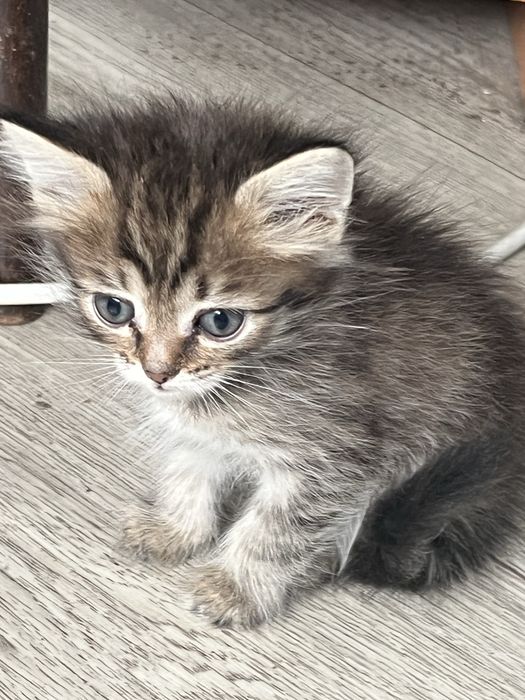 Отдам котят в добрые ручки