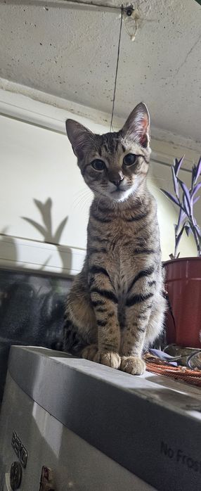 Donez tigrisor..are cam 5 sau 6 luni.Este deparazitat