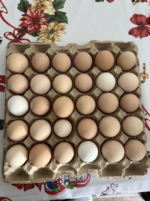 Колдын жумырткасы