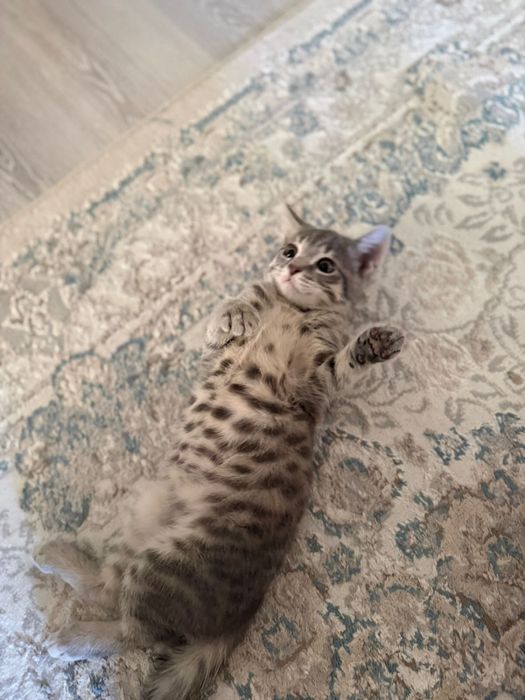 котенок мальчик отдам бесплатно