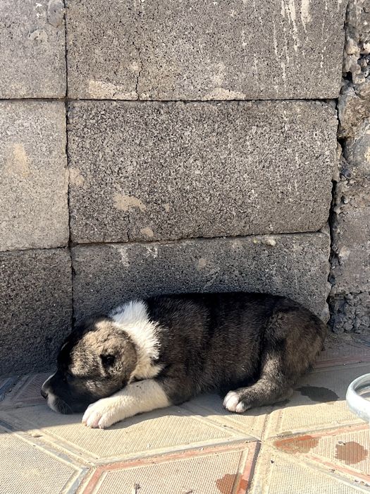 Шенки алабая 1 месиц