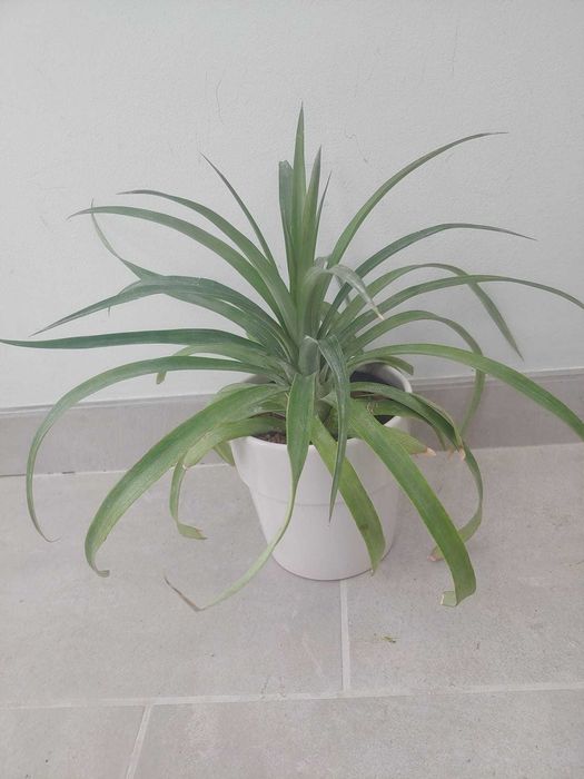 Ananas, bananier, dracaena lemon, bonsai, opuntia, cafea arabica
