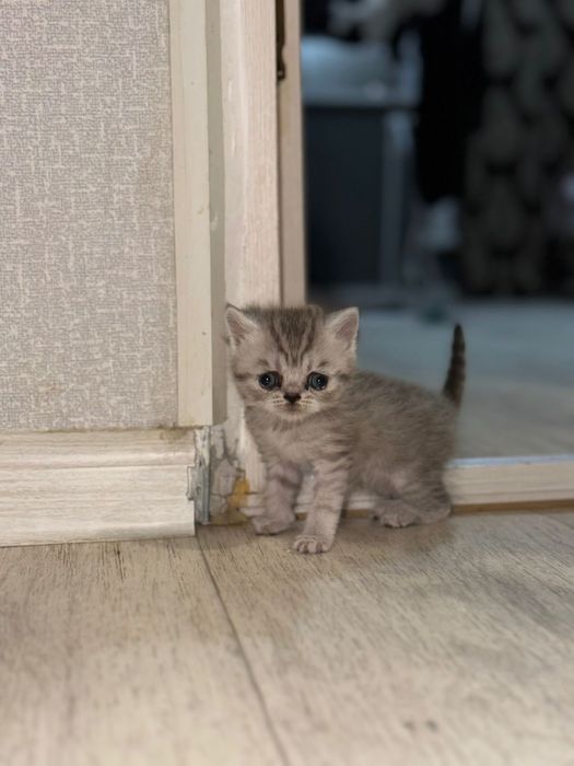 Продам котят британцы