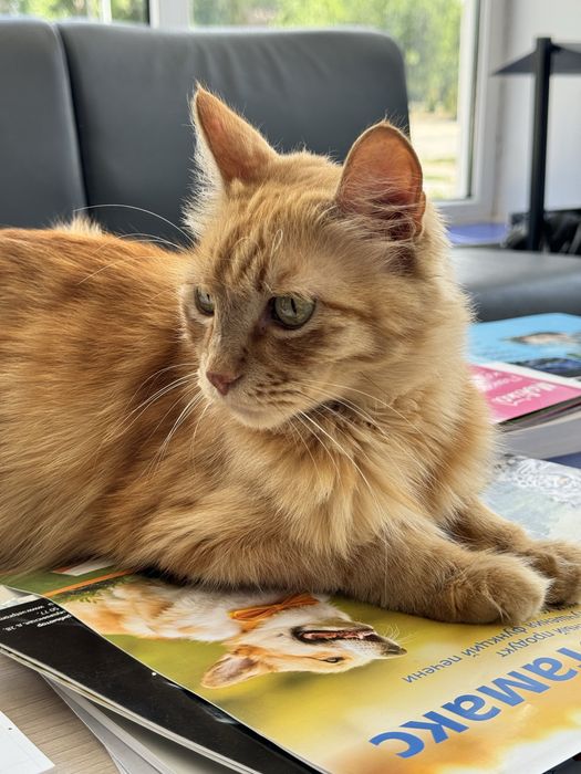 Пристраиваются котик и кошечка