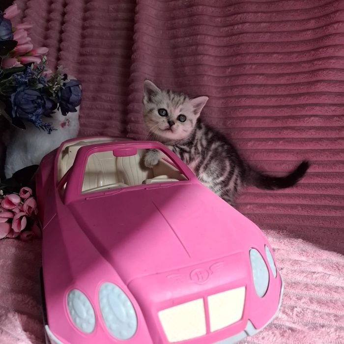 Британские котята